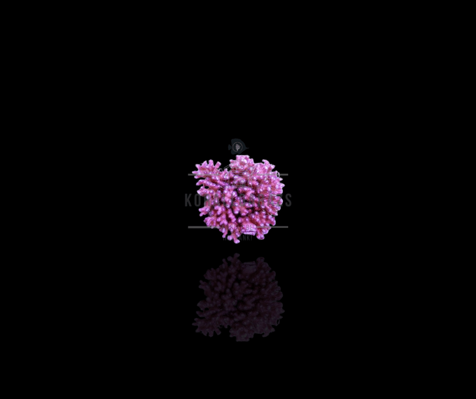 Pocillopora Eydouxi (Pink)